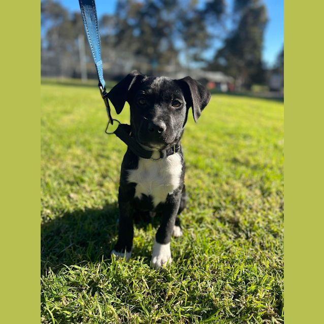 Photo of Max