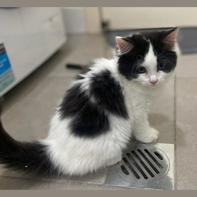 Photo of Kiki