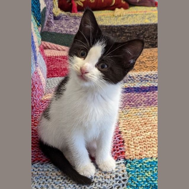 Photo of Inca