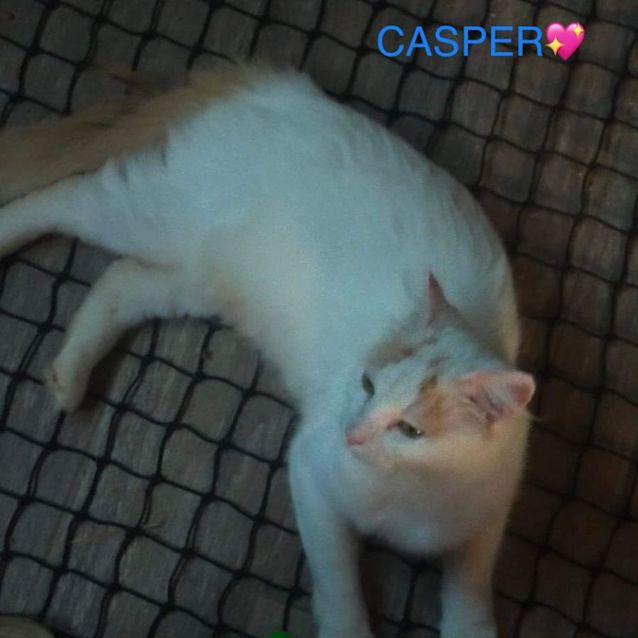 Photo of Casper   And  Jasper