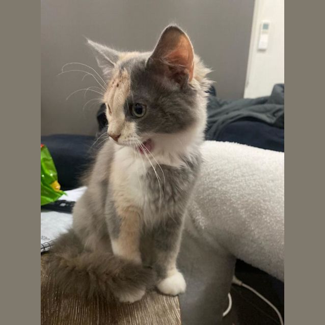 Photo of Neeko