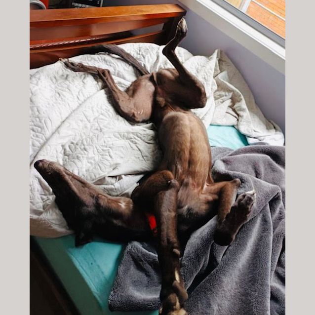 Photo of Forest ~ 6yr Old Greyhound(on Trial 25/6/22)