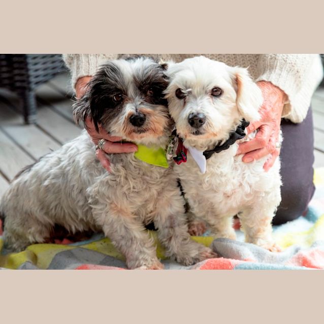 Photo of Pebbles & Caesar ~ 10yr Old Malt.(On Trial16/6/22)