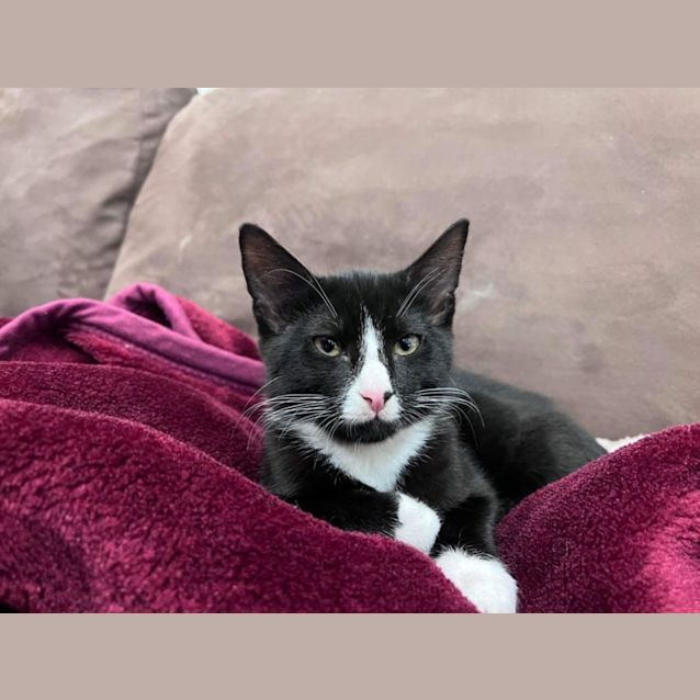 Photo of Montgomery Mortimer