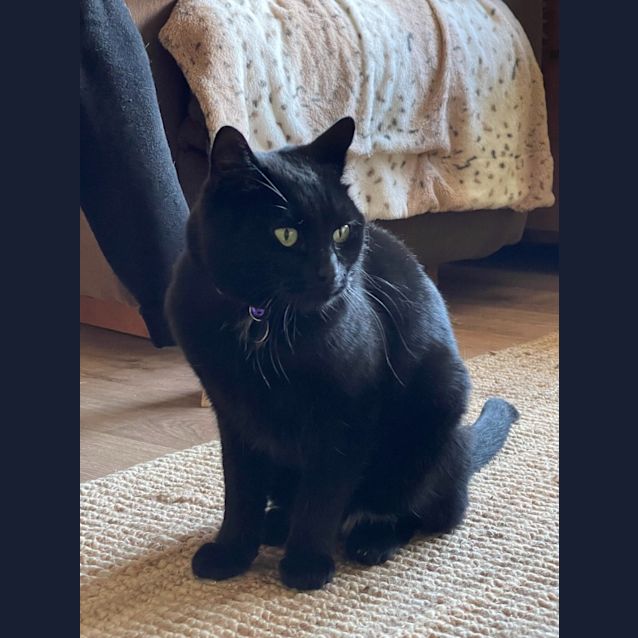 Photo of Licorice