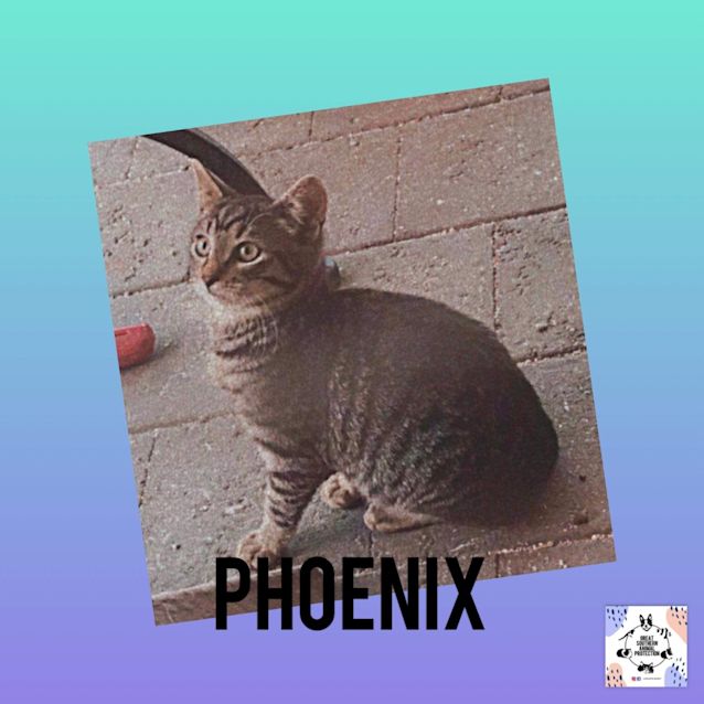 Photo of Phoenix