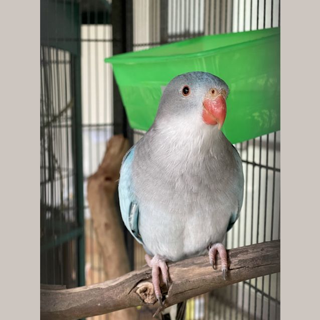 Photo of Peaches