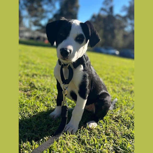 Photo of Gidget