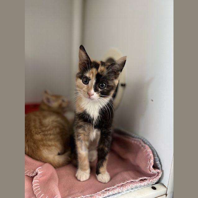 Photo of Velvet
