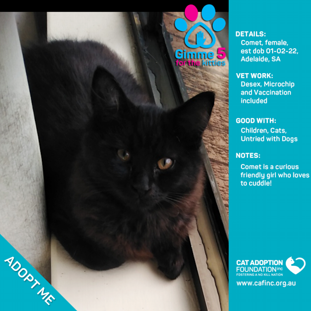 Photo of Comet