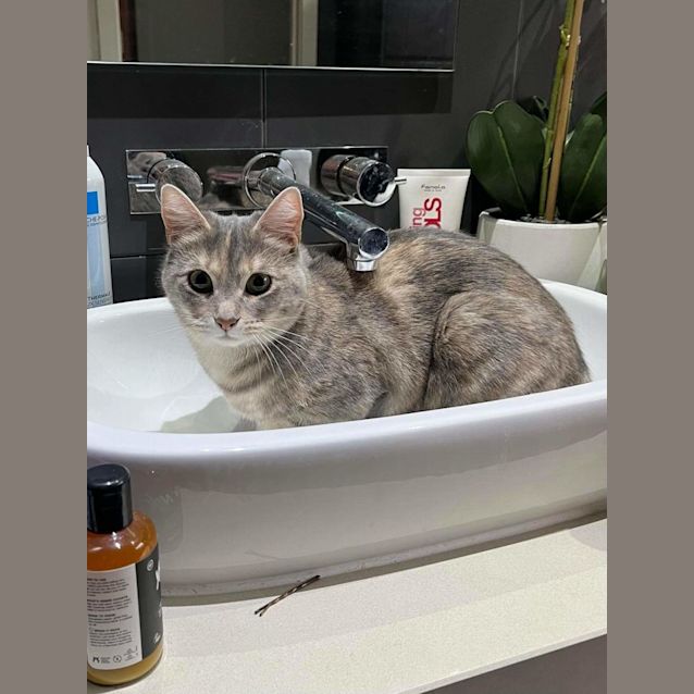 Photo of Elsa 💛