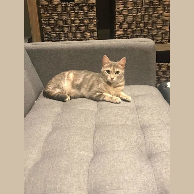 Photo of Elsa 💛