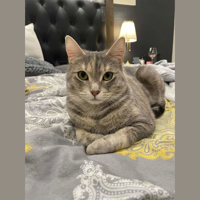 Photo of Elsa 💛