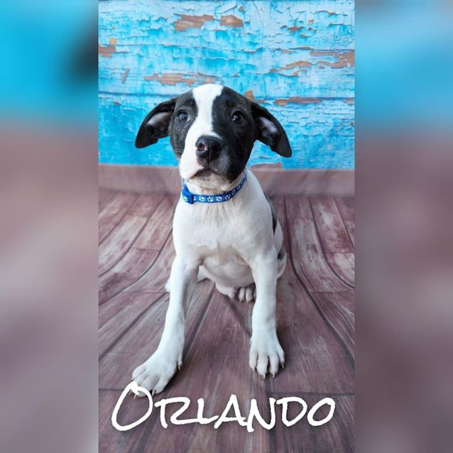Photo of Orlando