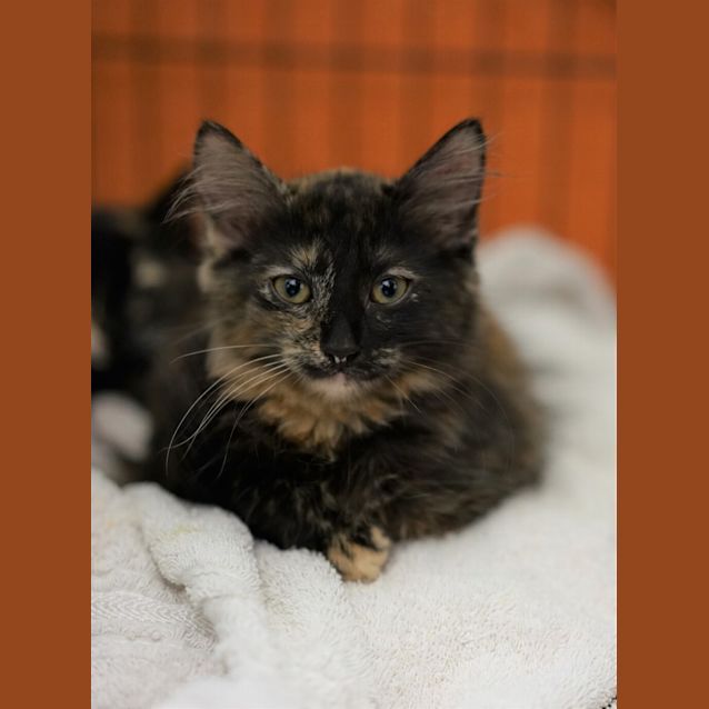 Photo of Chai