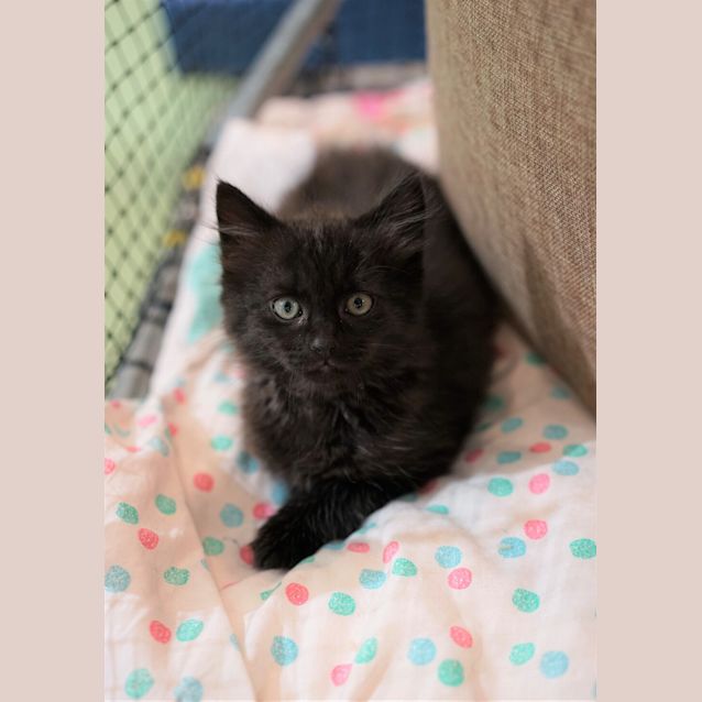 Photo of Onyx