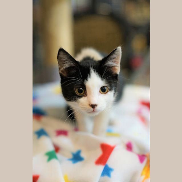 Photo of Cookie
