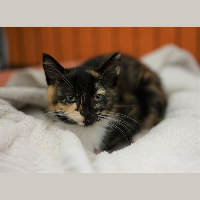 Photo of Cuddles