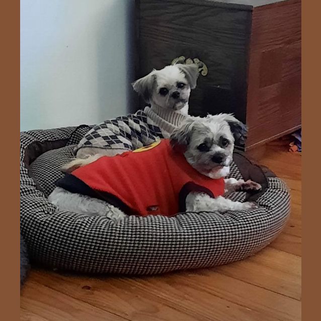 Photo of Coco & Chanel 