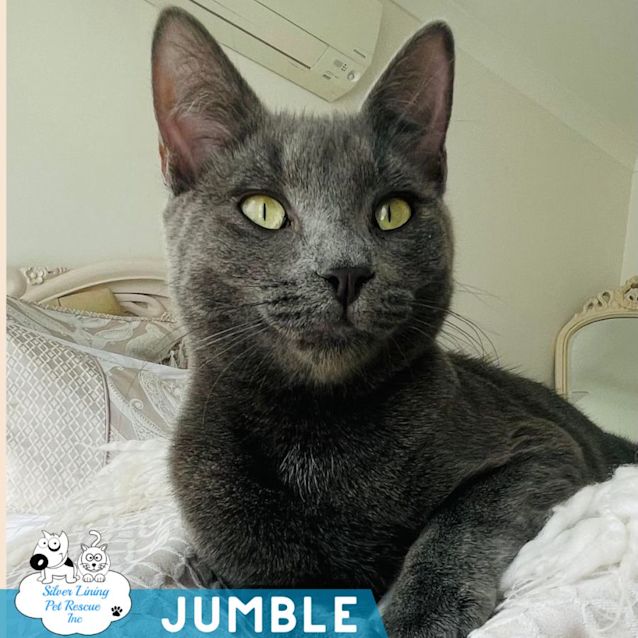 Photo of Jumble