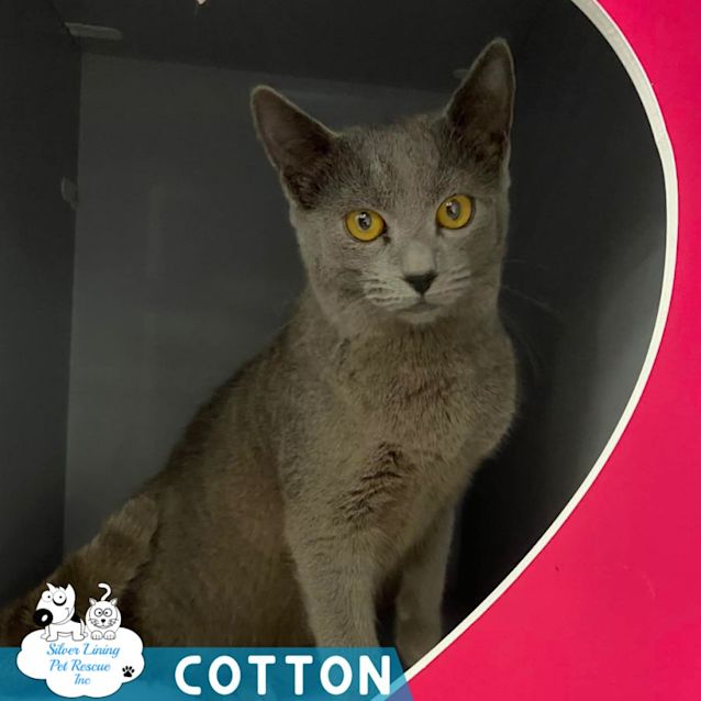 Photo of Cotton