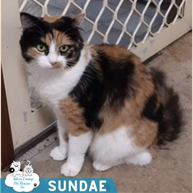 Photo of Sundae