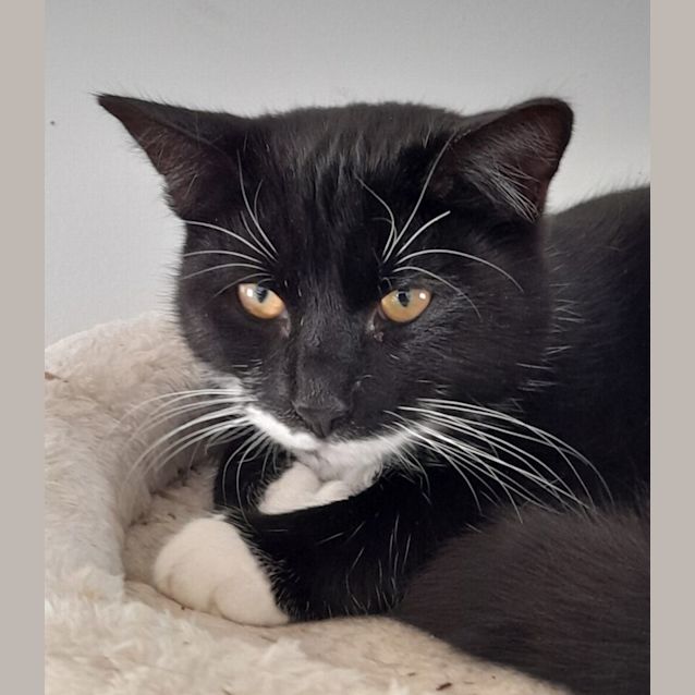 Photo of Moon Knight