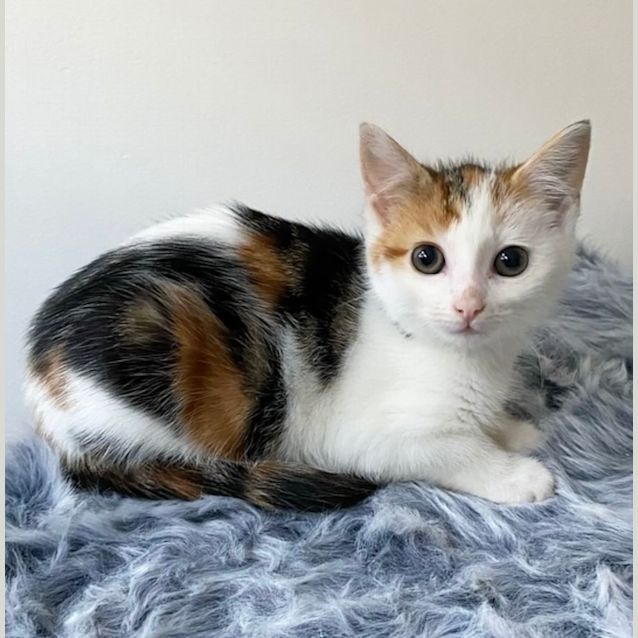 Photo of Lady