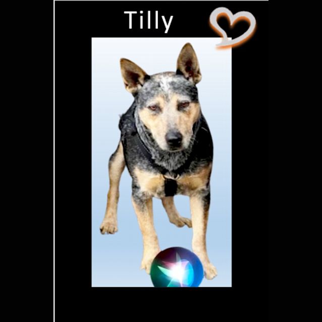 Photo of Tilly ~ 6yo Cattle Dog