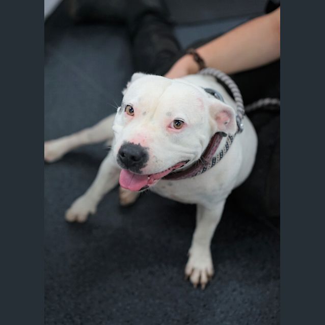 Photo of Poppy