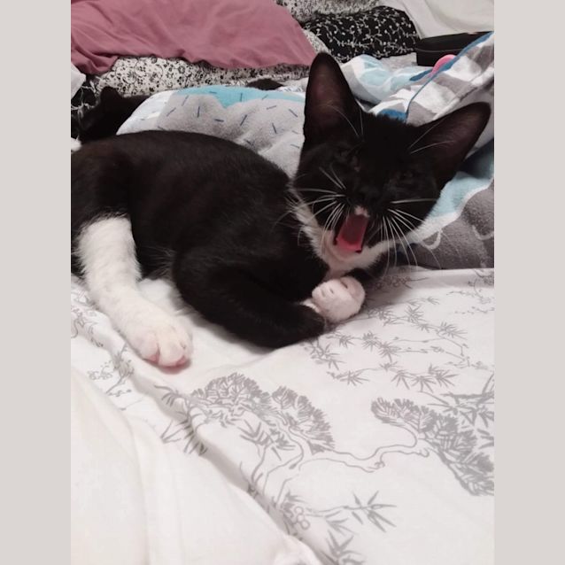 Photo of Marshmellow