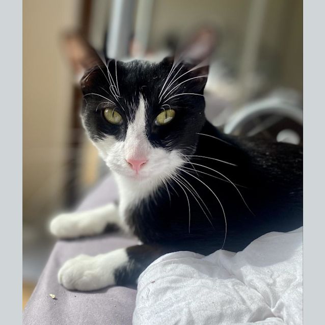 Photo of Frederic Fancypaws