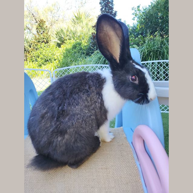 Photo of Brushtail Bunny