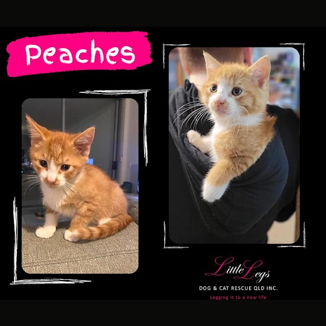 Photo of Peaches