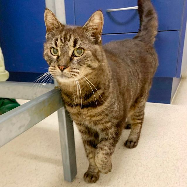 Photo of Tabby & Beebles