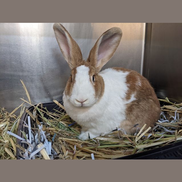 Photo of Diva