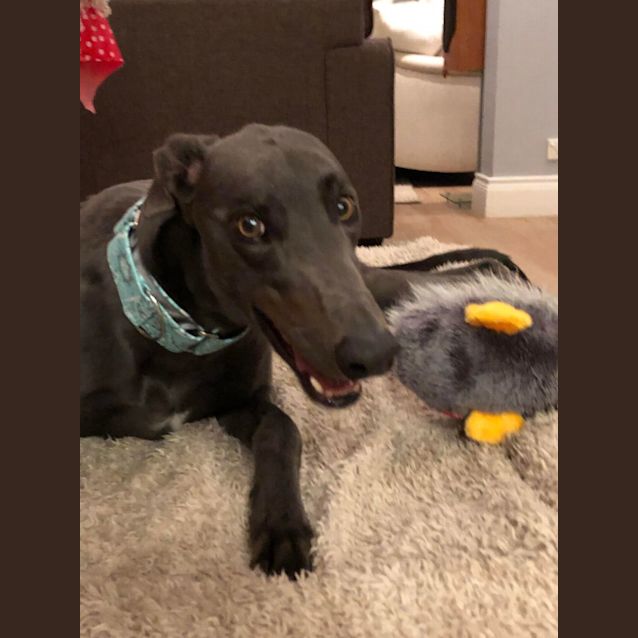 Photo of Beau