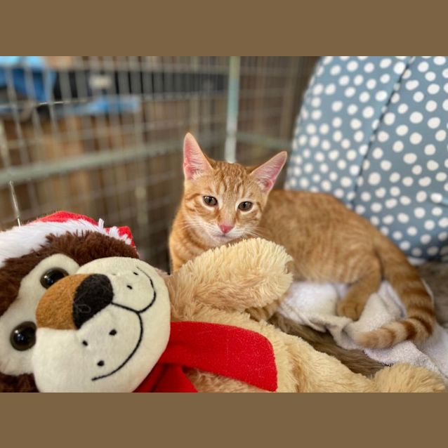 Photo of Marmalade