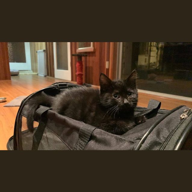 Photo of Sarsaparilla**2nd Chance Cat Rescue**