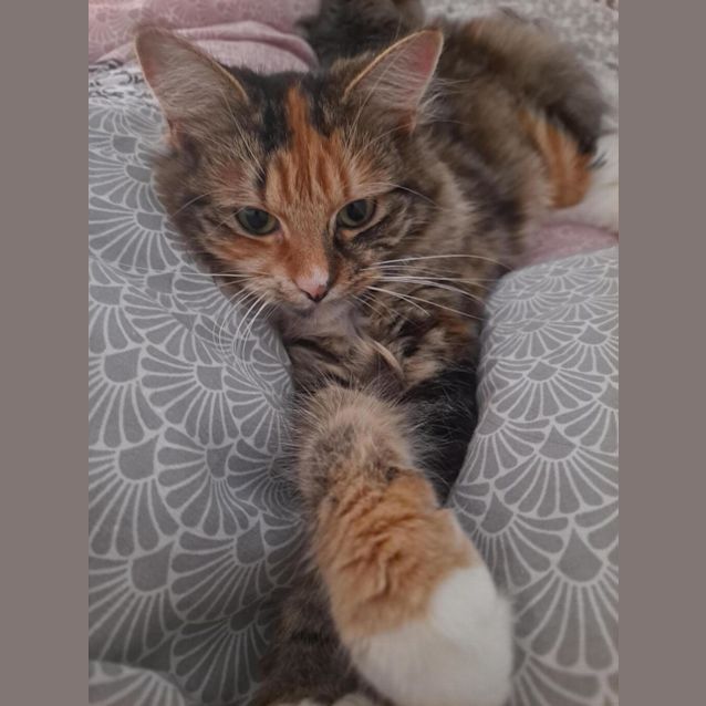 Photo of Willow