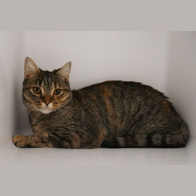 Photo of Tiger Sua010051