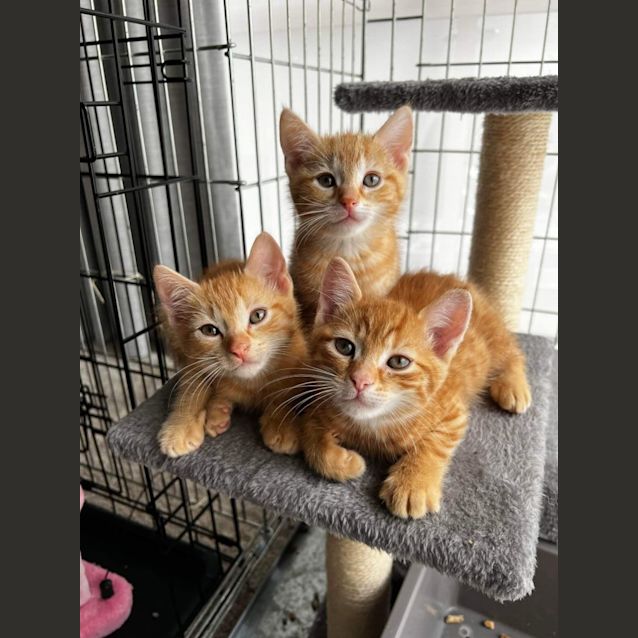 Photo of Bingo**2nd Chance Cat Rescue**