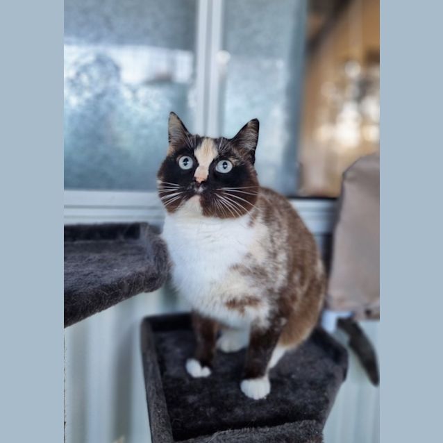 Photo of Juno