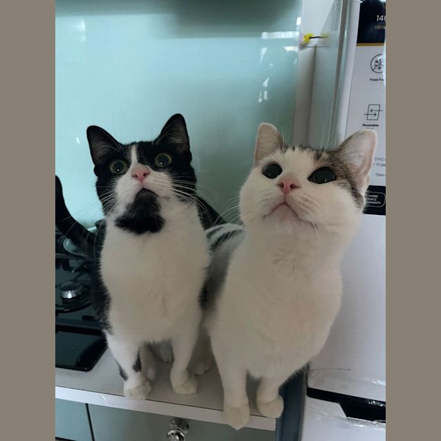 Photo of Spots And Silky