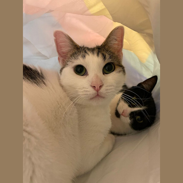 Photo of Spots And Silky