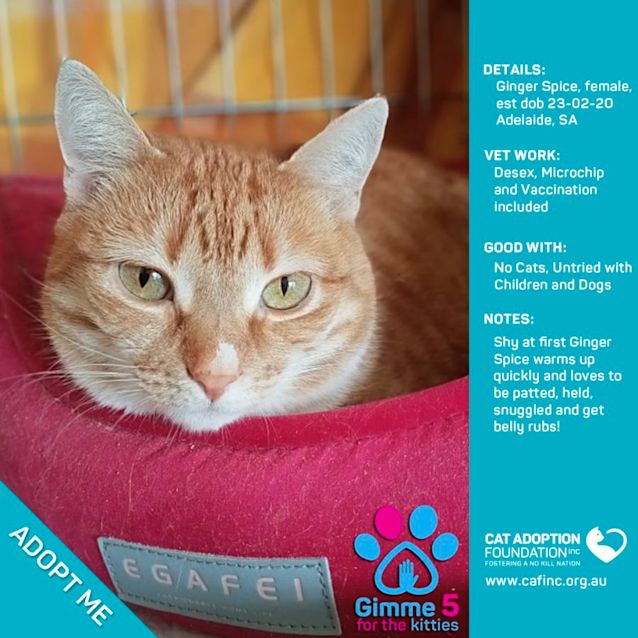 Photo of Ginger Spice Just $39 Limited Time!