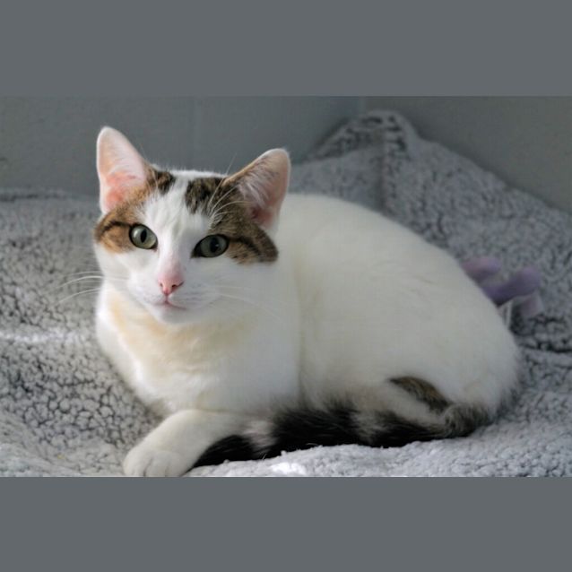 Photo of Snowflake