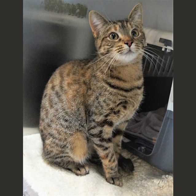 Photo of Willow