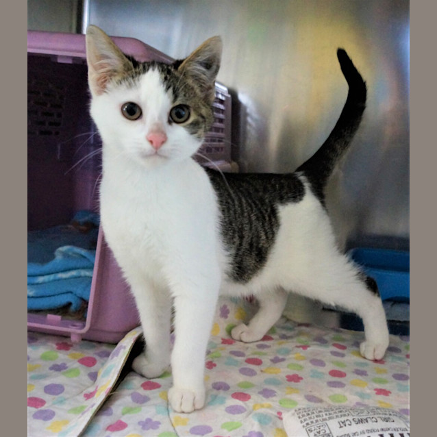 Photo of Valentine Now Bandit