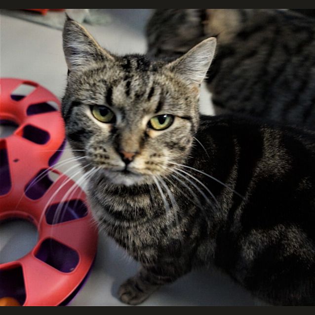 Photo of Tiki
